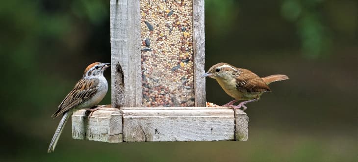 birds eating from bird feeder