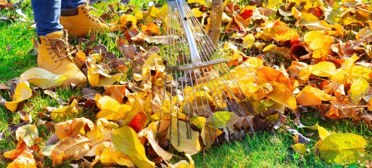 someone raking leaves