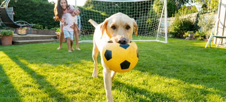Labrador retriever in a garden playing with a ball 