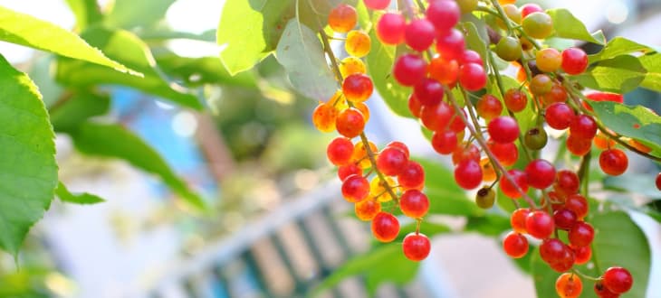 red berries in a house garden