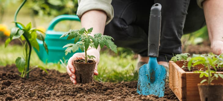 woman planting plants in garden