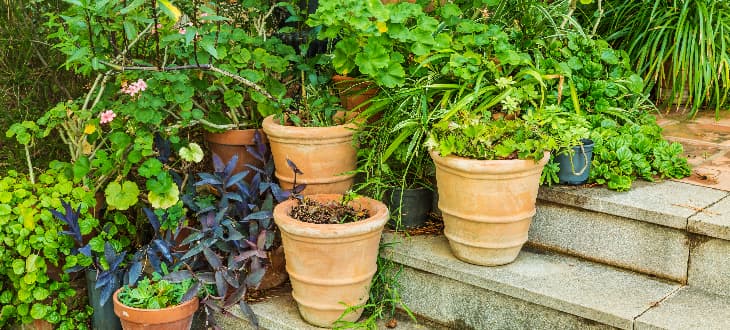 garden with potted plants