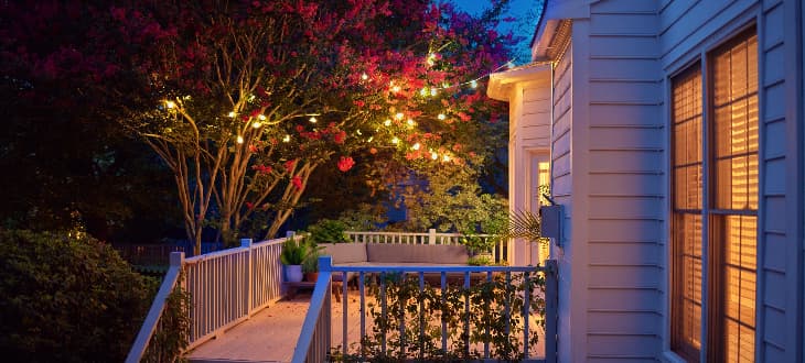 garden with fairy lights