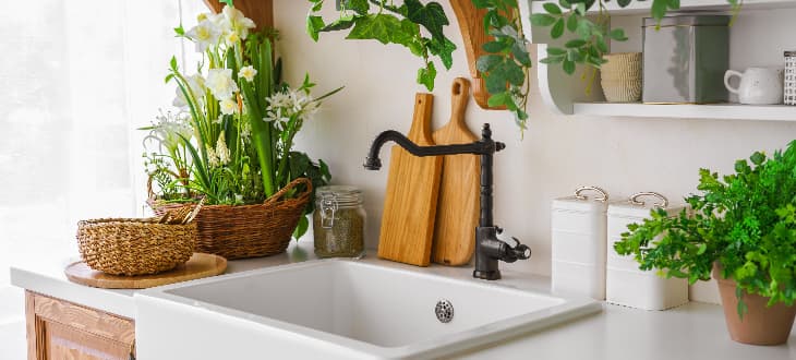 green plants in kitchen