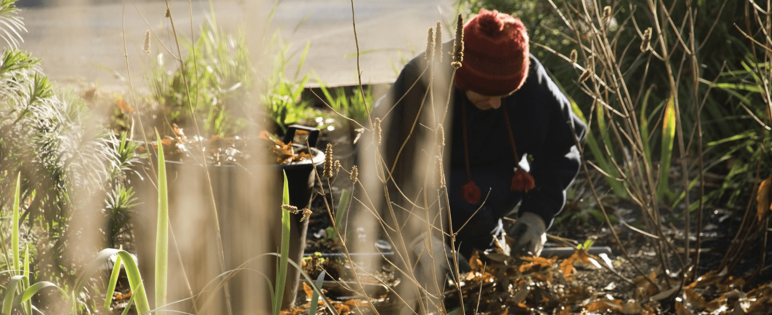 Autumn Garden