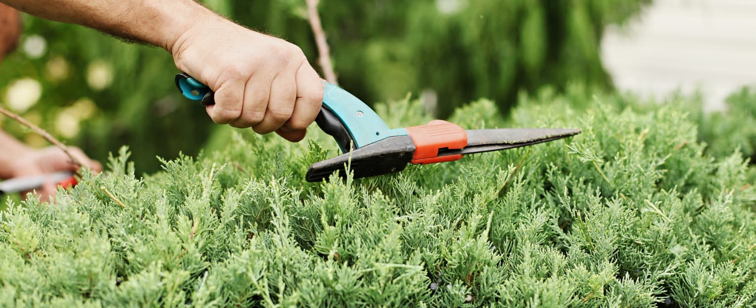 Trimming garden hedge