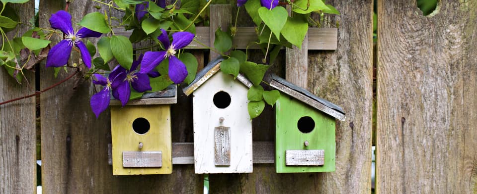 nesting season in house garden