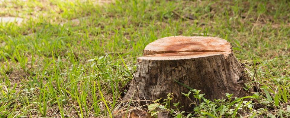 tree stump in garden
