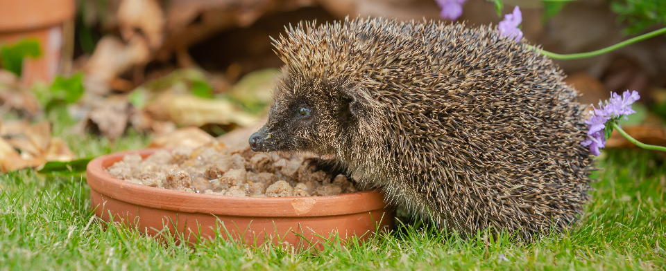 hedgehog in Garden